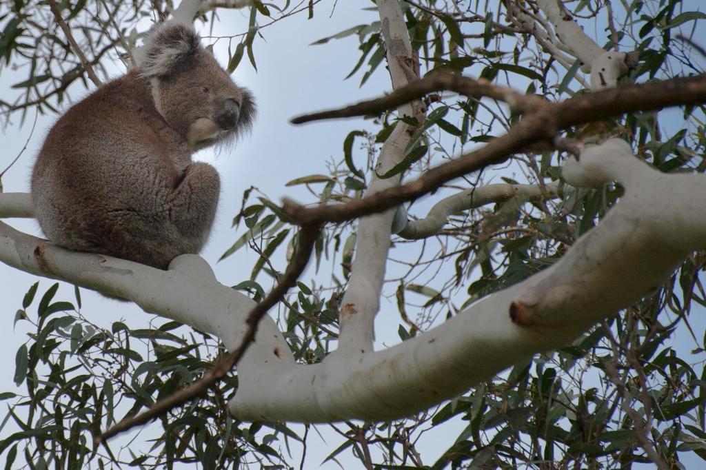 Adelaide Brownhill Creek Tourist Park 호텔 외부 사진